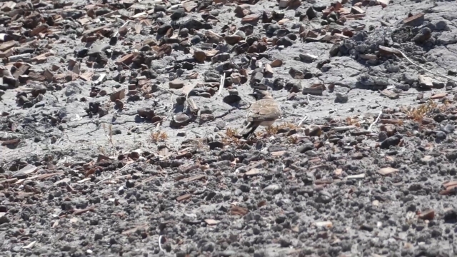 A small brown bird blends into the rocky ground at Escalante Petrified Forest