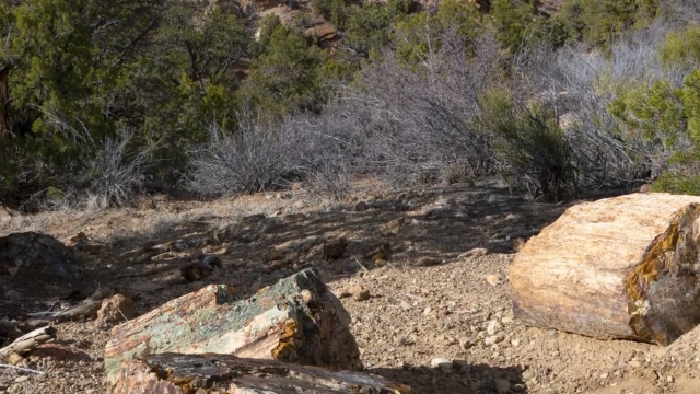 Petrified wood pieces on rocky ground in Escalante Petrified Forest