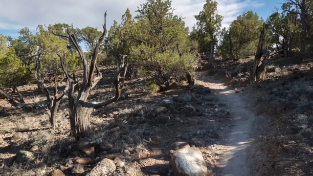A dirt trail winds through dry rocky ground and scattered trees in Escalante Petrified Forest