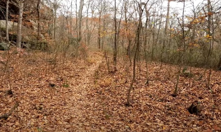 A serene winding through the woods, with colorful leaves scattered on the ground