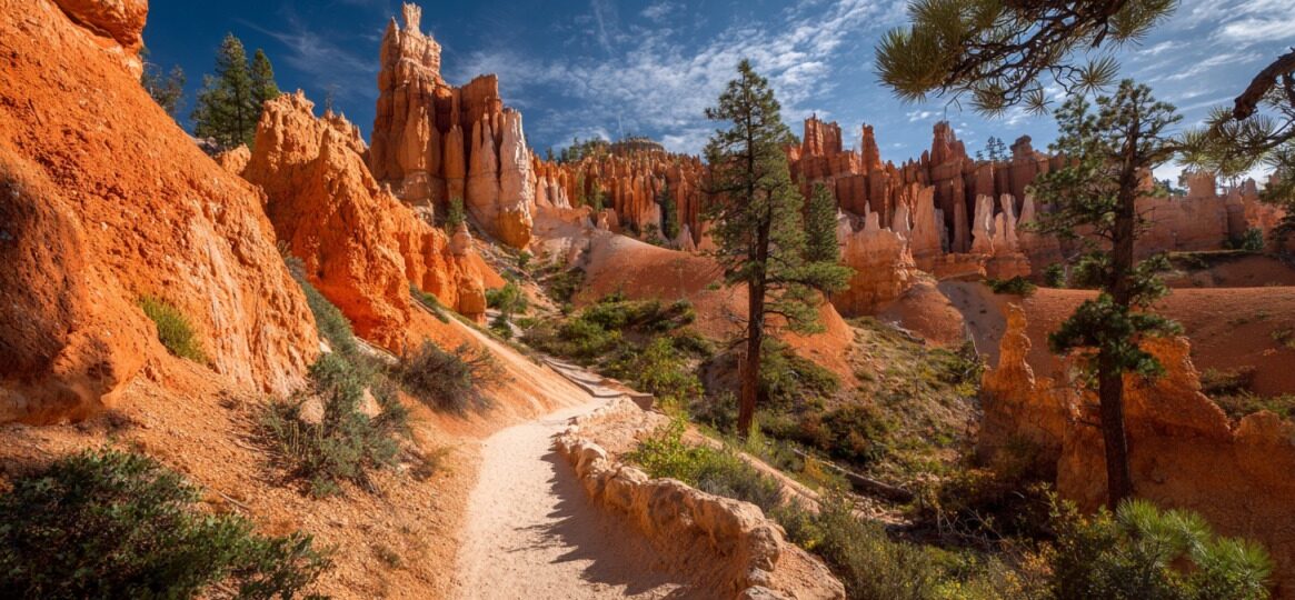 Hiking path passing through orange hoodoos and pine trees under a blue sky